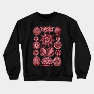 Ernst Haeckel  Ascidiae Sea Squirts Red Crewneck Sweatshirt